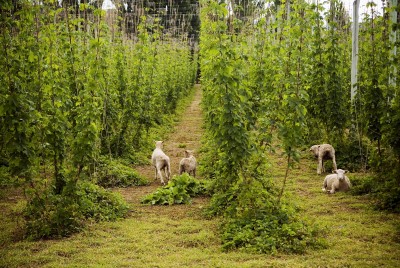 Sheep mowing and pruning hops