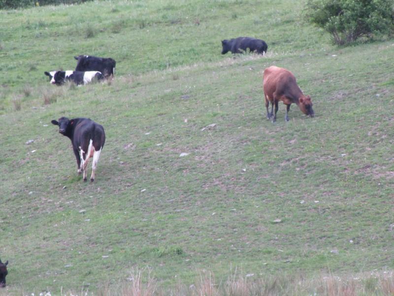 pasture mgt