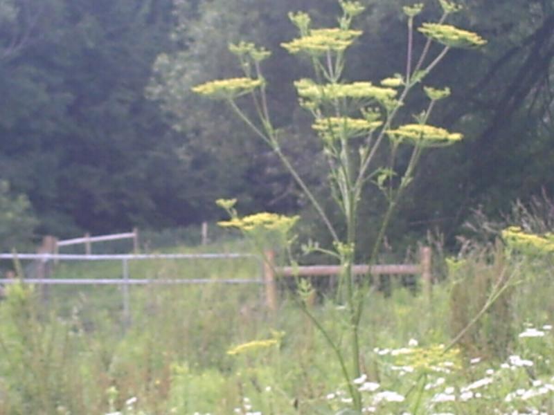 Invasive plants and insects.