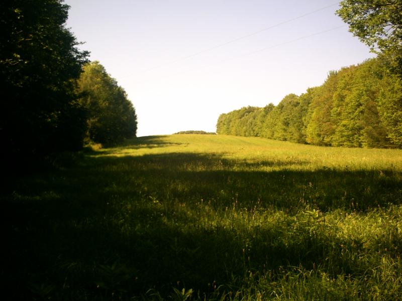 field and forest